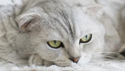 开云公司-【对话】生涯最难扣篮是哪个？听听拉文怎么说